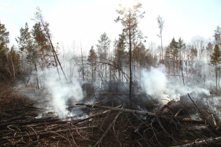 За минувшие сутки в Иркутской области ликвидировано семь лесных пожаров