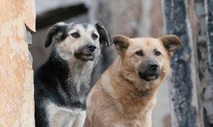 Концепцию развития в Иркутской области сети приютов для животных без владельцев представят в Правительстве региона в декабре