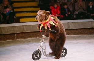 Открыт прием заявок на предоставление субсидий частным циркам и зоопаркам - Иркутская область. Официальный портал