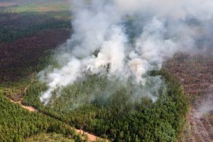 За минувшие сутки в лесном фонде в Иркутской области ликвидировано шесть пожаров
