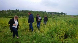 Проверки по уничтожению конопли проходят в муниципальных образованиях Иркутской области