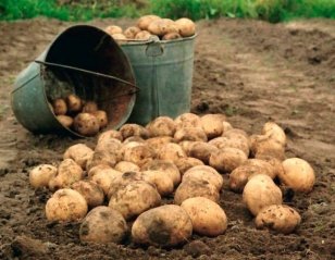 Сельхозтоваропроизводители Приангарья собрали свыше 15 тысяч тонн картофеля и 1,6 тысяч тонн овощей открытого грунта
