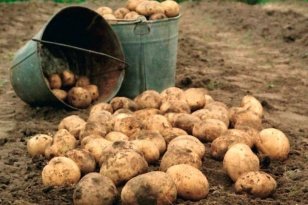 В Иркутской области убрано свыше 98% картофеля