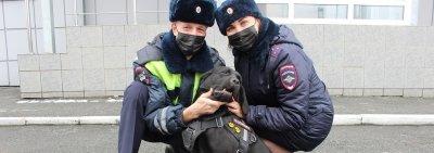 В Новокузнецке полицейские оборудовали форменное обмундирование служебных собак световозвращателями