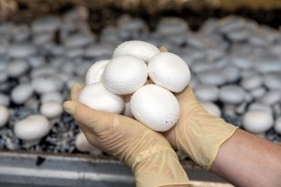 Рекордные 250 тонн шампиньонов собрали на единственной в Приангарье грибной ферме