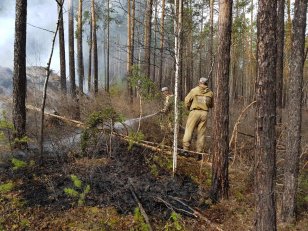За минувшие сутки в лесном фонде в Иркутской области ликвидировали 12 лесных пожаров