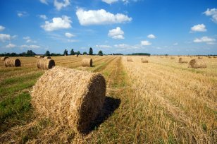 Аграрии Иркутской области приступили к заготовке кормов