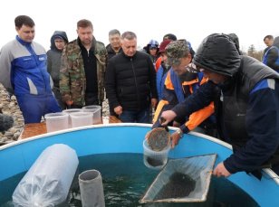 В акваторию озера Байкал выпустили свыше 50 миллионов личинок омуля