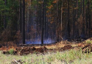 За минувшие сутки в лесном фонде Иркутской области ликвидирован один вновь зарегистрированный пожар