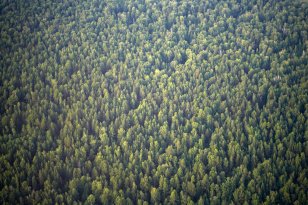 Ровно месяц остается до проведения в Иркутской области трех крупных мероприятий в сфере освоения лесов