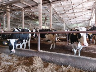 В Приангарье переработчикам молока возместят расходы на приобретение оборудования для маркировки отдельных видов молочной продукции