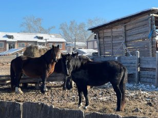Благодаря гранту «Агростартап» фермер из Осинского района разводит лошадей