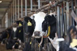 Собственники животных из четырех муниципалитетов Приангарья получили компенсации за скот, который изъяли в связи с распространением узелкового дерматита