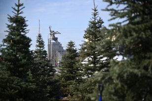 Елочка Иркутской области, которая всю зиму украшала аллею на ВДНХ, высажена в парке «Ростокинский Акведук» в Москве