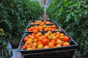 Первый урожай томатов, перцев и баклажанов закрытого грунта собрали в теплицах Иркутской области