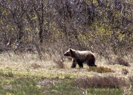 Медведи просыпаются в районах Красноярского края