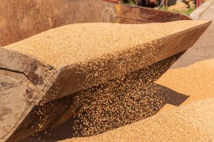 Иркутская область увеличила экспорт зерновых культур в натуральном выражении более чем в пять раз