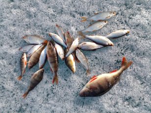 В Приангарье определили первых пользователей рыболовных участков для промышленного рыболовства в 2024 году