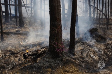 Высокие и чрезвычайные классы пожарной опасности в лесах сохранятся в регионе 12 июня