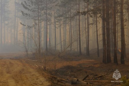 Высокие и чрезвычайные классы пожарной опасности в лесах сохранятся в регионе 8 июня