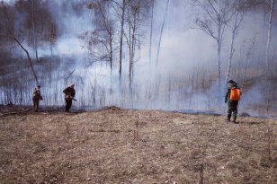 В лесном фонде в Иркутской области 17 июня ликвидировали 10 пожаров