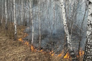 В лесном фонде в Иркутской области 18 июня ликвидировали шесть пожаров