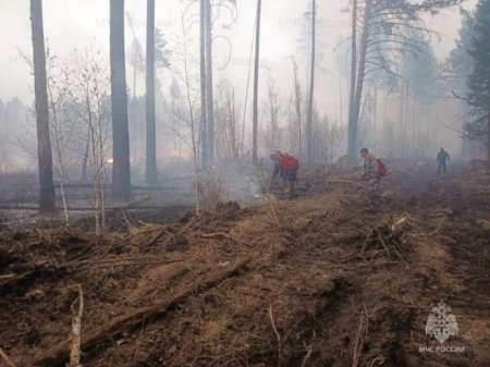 Высокие и чрезвычайные классы пожарной опасности в лесах сохранятся в регионе 18-20 июля