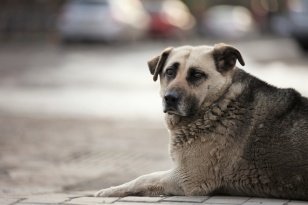 В 2024 году службой ветеринарии по новым статьям КоАП вынесено 79 штрафов в отношении хозяев собак