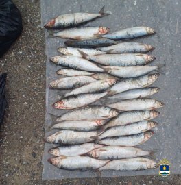 � ������� ����������� ������ �� ����������� ������� ����� 717 �� ����������� ���� �� 9,5 ��� ������