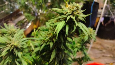 ������ ����������� ���������� ����� ����� �� ��������� �� ���������� ���� ������������� �������