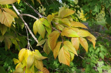 ��������� �����, ���������, � ���� ������� – ������� � ������������ ��������������� ����� ��������� � ������� � ����������� �����