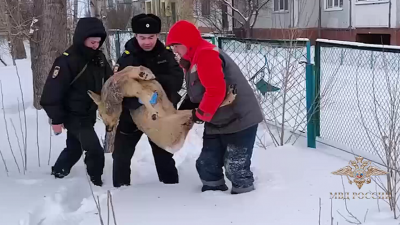 ����� ����: ������������ ����������� ������� ������ ����� ������