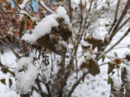 �������� �����, ����, ������ ��������� � ���� ������� ������� 18 �������