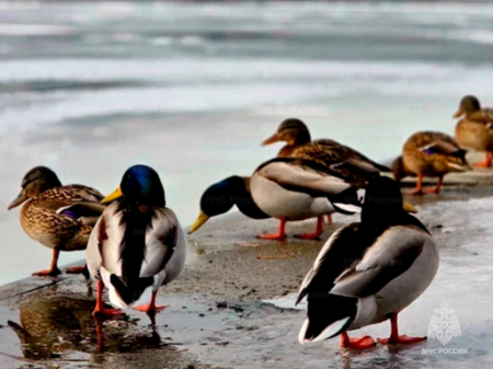 ������ � �������� �����, �� ������� – �� 28 �/�, ��������� �� ���������� ������� 25 �����