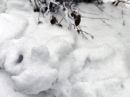 ������ � ���� ����� � ������� �����, �������� �����, �� ������� – �� 30-35 �/�, ��������� 11-12 �����